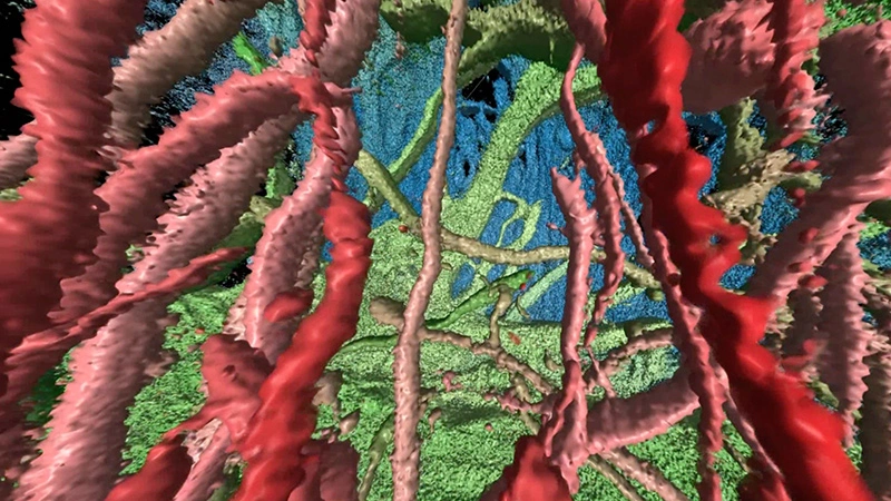 Astrocytes in a brain organoid.