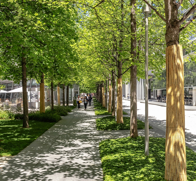 A tree-lined pathway on the Novartis Campus