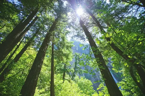 Trees seen from below
